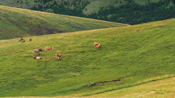 Zeleni talasasti brežuljci Zagajičkih brda u Deliblatskoj peščari pod dramatičnim oblacima
